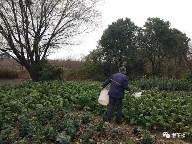  「蚕豆」春春欲动丨缠着火桑的野蔷薇，耳朵很多的蚕豆花，这里的春天很性感