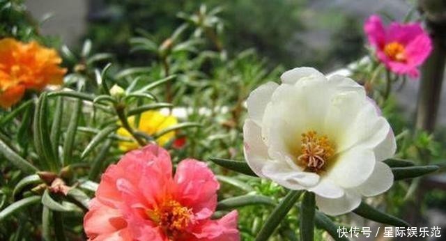 一大■这花小巧可爱,一开一大盆,邻居奶奶来了就想要走,真漂亮