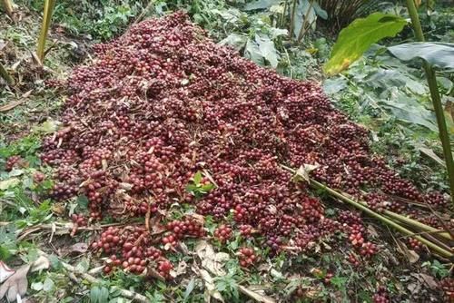  果子|云南这种果子火了，种下收多年，38一公斤，家家都需要