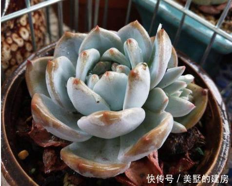 可爱的小:多肉长“气根”,只和“1件事”关系大,别弄错了