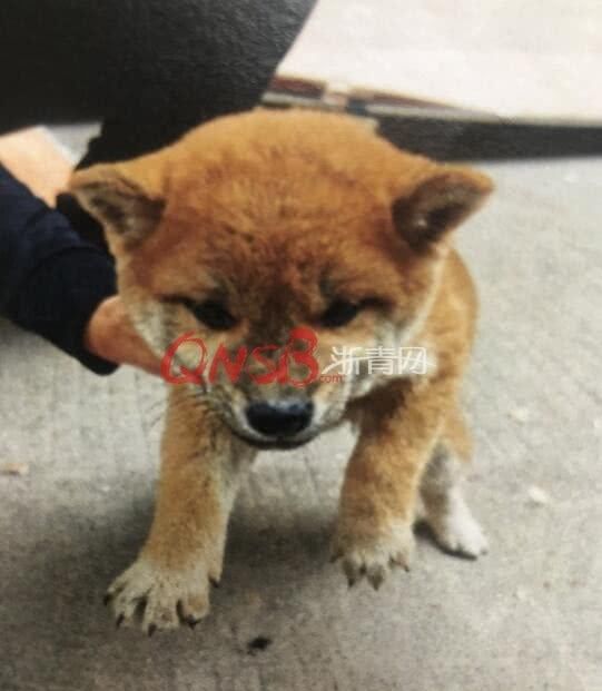  「顾女士」因家人反对养狗，浙江一男子为实现自己的养狗梦，选择“另辟蹊径”