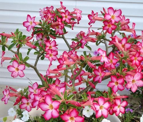  「玫瑰」沙漠玫瑰花花色绚丽，花期长，沙漠玫瑰如何养护？