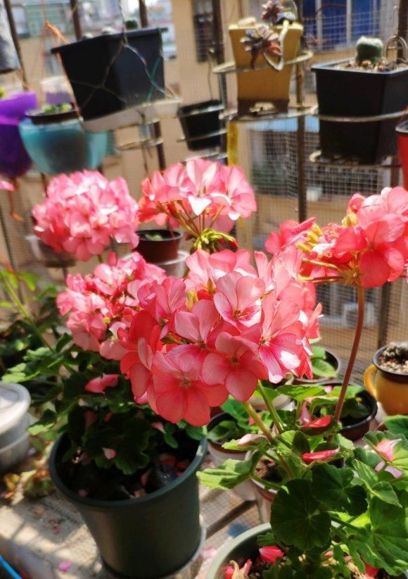 『养花』“最美”花卉天竺葵,春季养最佳,喷点“叶面肥”,阳台都开满了
