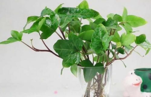  【阳光】常青藤，扦插1个枝，一年长一大片，没有阳光、浇点水也能长爆盆