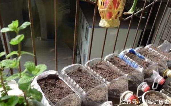 『就可以』封城期间少出门,朋友阳台种了3种菜,10天长满盆,掐着炒菜真香
