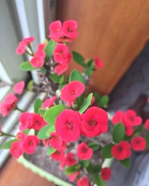 『要注意』可四季开花的刺梅,喜欢它的人并不多,就因为全身长满尖刺