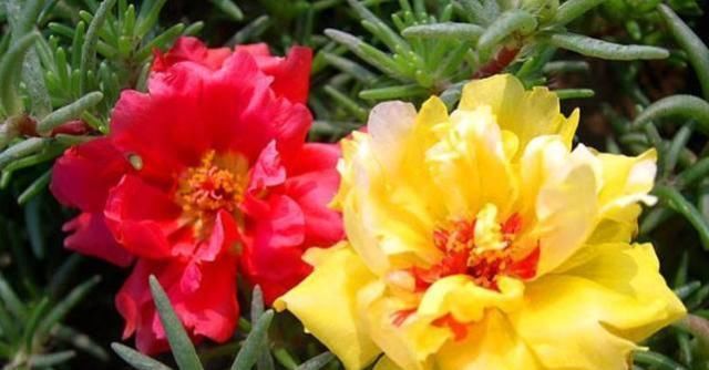  『根枝』邻居家掐2根枝，半年养10盆这“花”，朵朵硕大，长爆一阳台