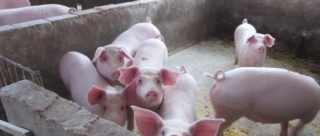  生态■高效生态养猪特点，生态养猪是目前比较流行的生猪养殖模