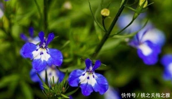 爱爆@4种“勤花爱爆盆”的花,开花漂亮又好养,四季常开,不养可惜了