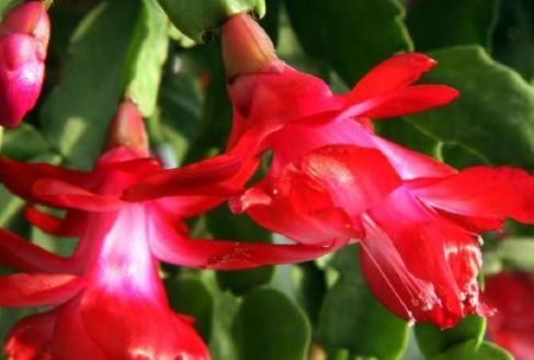  #朵花#家里养花必养此款花卉，四季常开花，一条枝百朵花，满屋花香四溢