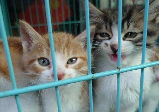  #不瞒你说#不瞒你说，这6种东西对猫咪来说是“克星”，会让它很害怕