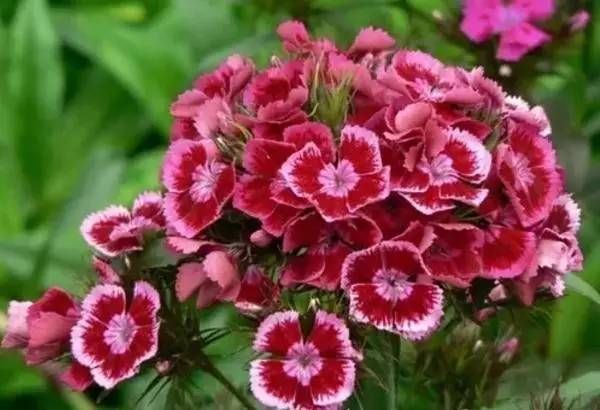 前方花海高能，这些花儿你能认出几种？