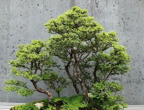  适合：特别适合新手养的榆树盆景，养室内也能生长良好