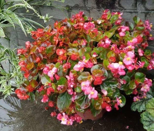  『光照』30种耐阴花，室内光照不佳，也能全年开花