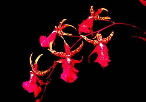  [妙趣横生]此花花型独特，犹如在绿丛中翩翩起舞，妙趣横生，极富韵味