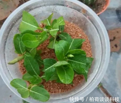  『扦插』春天种花3种，枝条沾土就生根，阳台变花