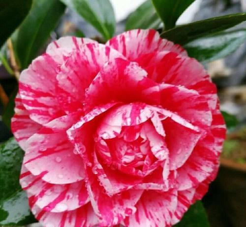  「导致烂根」买回来才两周的茶花就掉花苞卷叶还有救吗？一招或许可救，来看吧