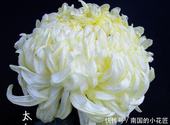 『珍稀』此款菊花,花开如“太白积雪”,堪称“珍稀名菊”,洁白如雪!