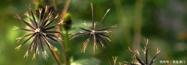  殊不知：乡下常见的“鬼针草”，不讨人喜欢，殊不知，价值很高是宝草