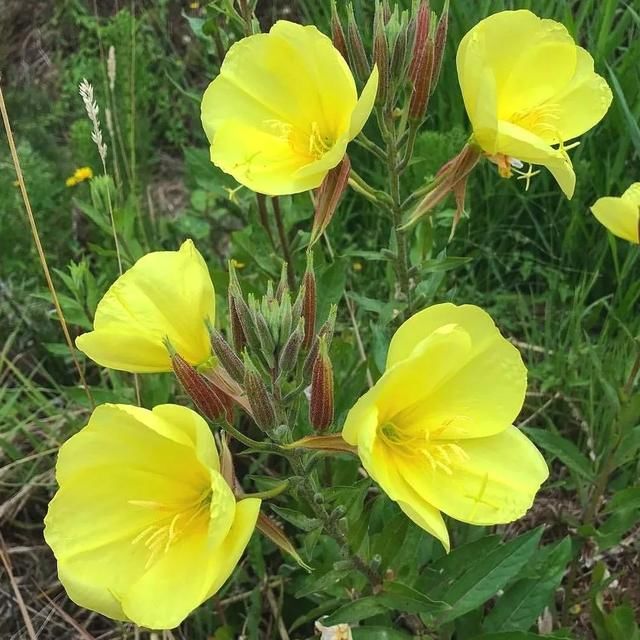  『夜晚』6种在夜晚灿烂开花的盆栽，花朵有迷人的香味，清晨花朵就凋谢