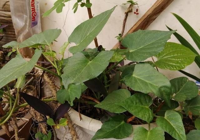  #万物#酸咪草凤仙花桂花果，有他们在的地区，万物皆满春！