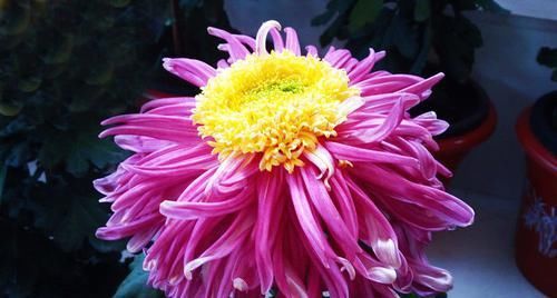  [高贵典雅]喜欢菊花，就养盆“菊中珍品”滦水婧桂，高贵典雅，高高在上！