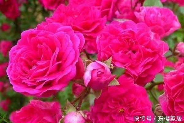 「妖娆」喜欢在家中养护花卉,就养5种丰腴妖娆的花卉,花色艳丽又多样!