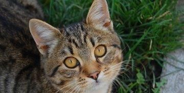  停止■巴西短毛猫以及当猫停止进食时意味着什么？