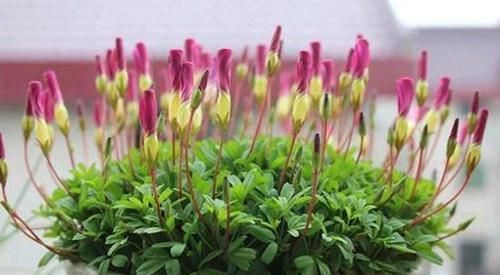  『浇水』三年了，养的植物就是不开花！还分公母？哪里出问题了呢？