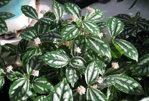  『居家』推荐居家办公9种耐阴植物，简单又好养，看看你喜欢的？