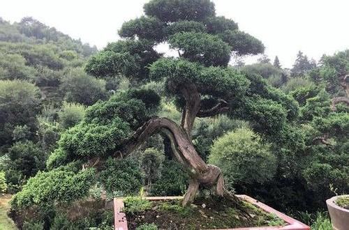 『家里』家里不能养的花,这3类绿植,白送都不要,危害巨大不建议养