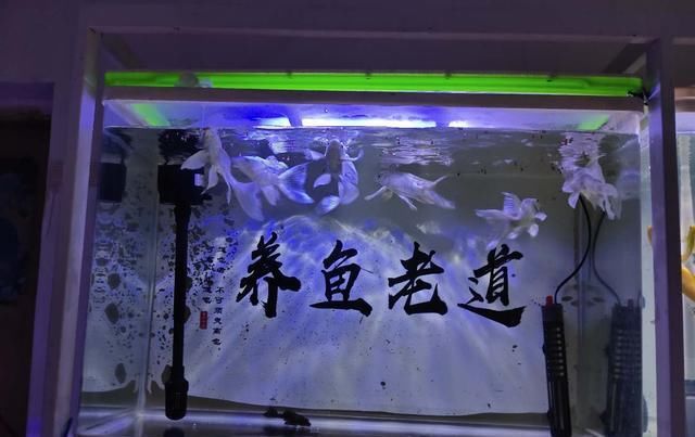  鱼缸|为什么说开缸初期，鱼缸粪便需要抽取，水质稳定后不必去管它呢？