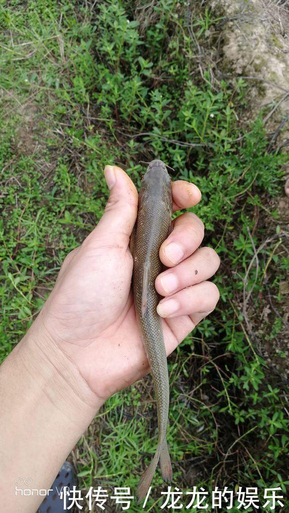 “短头鱼”大面积入侵暴雨过后，湘江出现大量奇特怪鱼