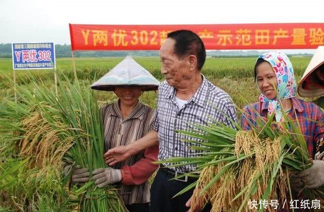 为何袁隆平费十余年研发的新稻谷，在国内不被推广，是真的没用吗