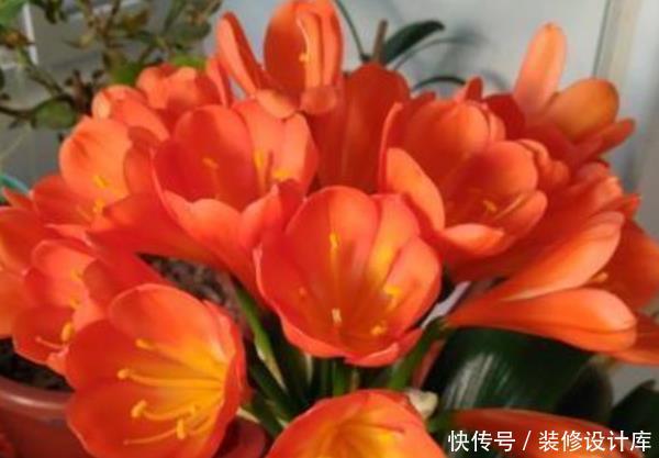  「家里」这3种树养在客厅“档次高”，镇宅又旺财，还能净化家里的空气！