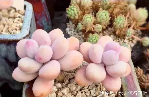  #女生#老睢养花多肉植物千千万，女生最爱是桃蛋，教你4个注意事项