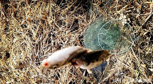  「钓龄」春天最实用的钓法，爆护是分分钟的事情，五年以上钓龄才知道