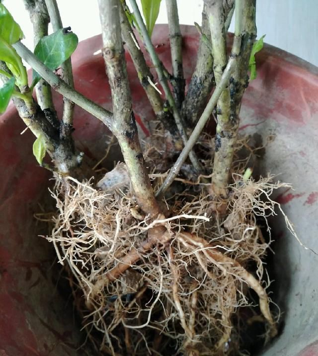  #栀子花#养了2年的栀子花，一换盆就死了，问题不在花身上，在你身上
