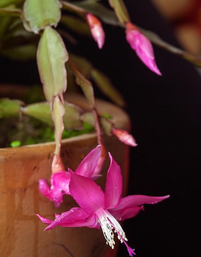  【植物】勤快人养不好“蟹爪兰”，常干这几件事，年年不开花