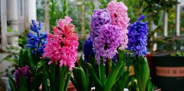 有一种花容易爆盆而且养护简单？