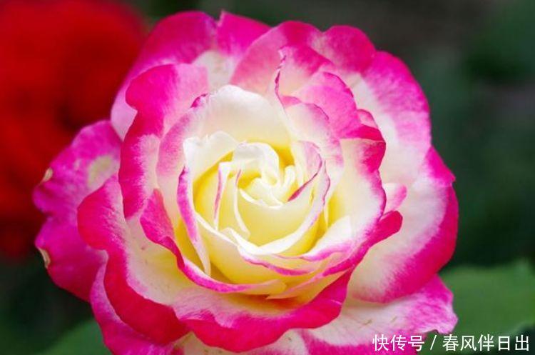 「养花」喜欢在家里养花,就养几种最受欢迎的花,开花喜庆还好养,满屋香
