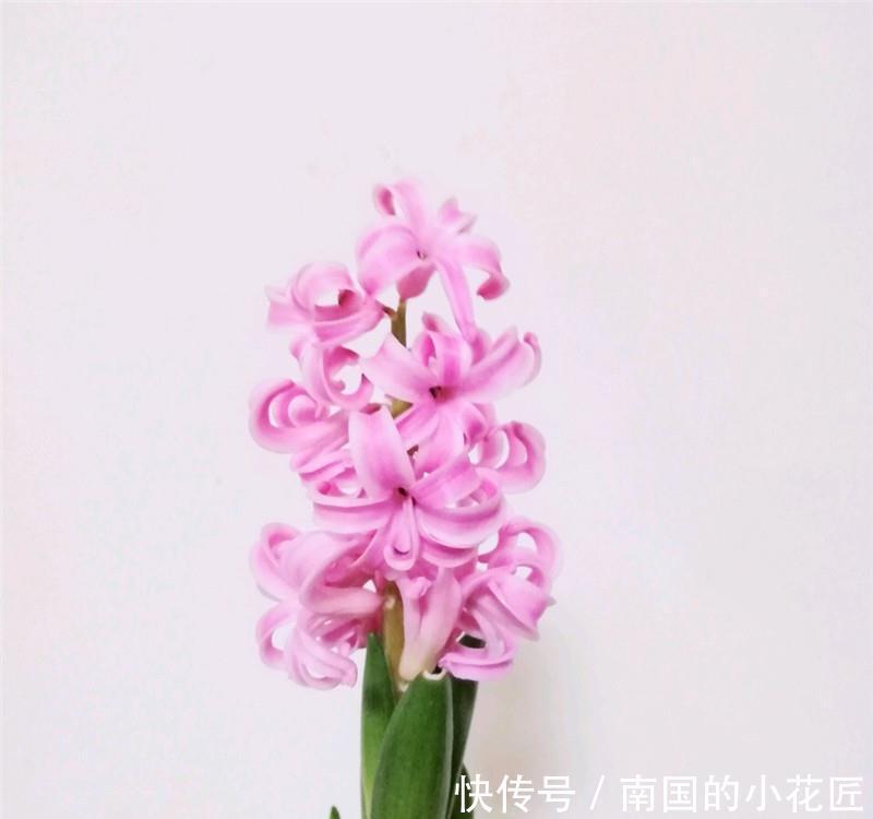  『试试』风信子：1个球，2花剑，一长一短，试试“趋光引诱法”！