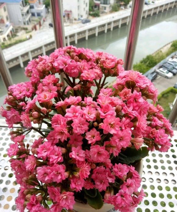 「开完」长寿花开完了，掐点枝，用“复制粘贴”法，轻轻松松繁殖30盆