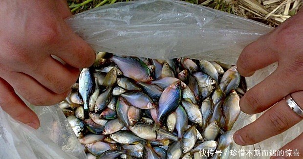 农村常见的一种鱼，小时候都拿来喂鸡，现在却成了高贵的观赏鱼
