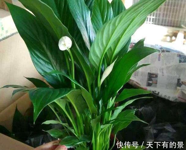  『出门』这3种“室内花”很好养，耐旱又耐阴，出门30天，长势更加旺！