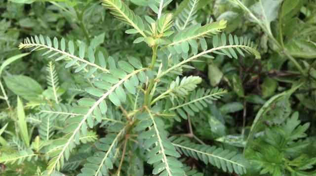  值钱：在深山，有1种珍贵的植物，人称“鸡骨草”，全年可采收，