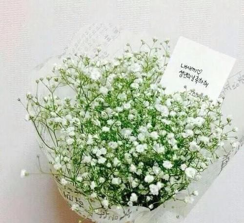  「土壤」如果只能让你选一种，你会想种什么花？第一种花最好