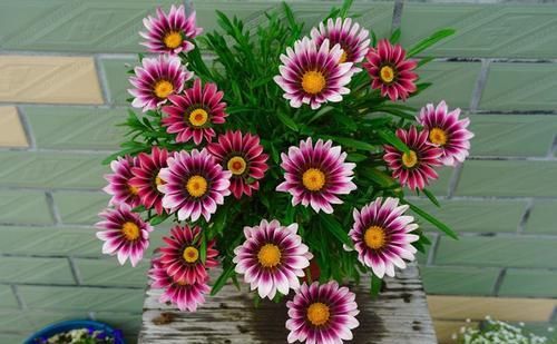  『美艳』超适合新手养的几朵花，开花多易爆盆，花开美艳，养殖简单不用管