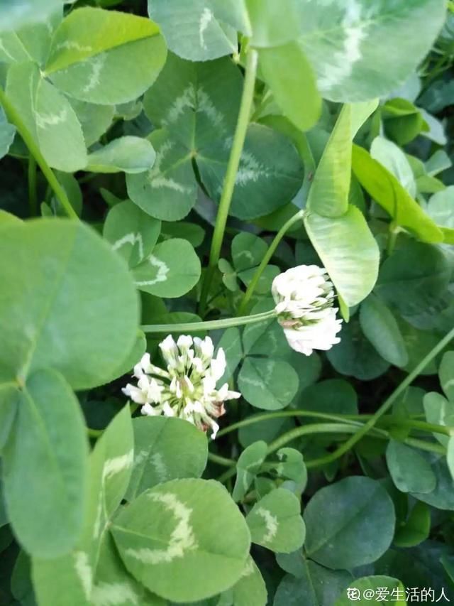  「春天」40种小野花，春天开得正美，挖几棵回家，不用买花了！