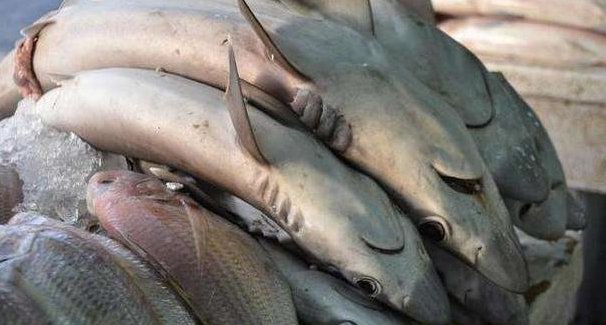 迪拜菜市场有多“豪”，各类海产鲨鱼堆积成山，当地人：正常！